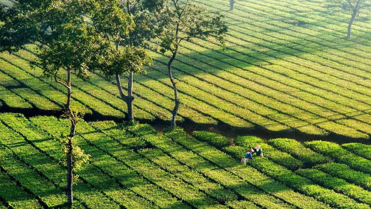 Top 10 điểm check-in Gia Lai quanh Pleiku