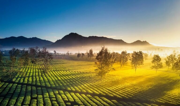 Ánh sáng thấp trên đồi chè cho cảm giác cao nguyên rõ hơn ảnh giữa trưa.