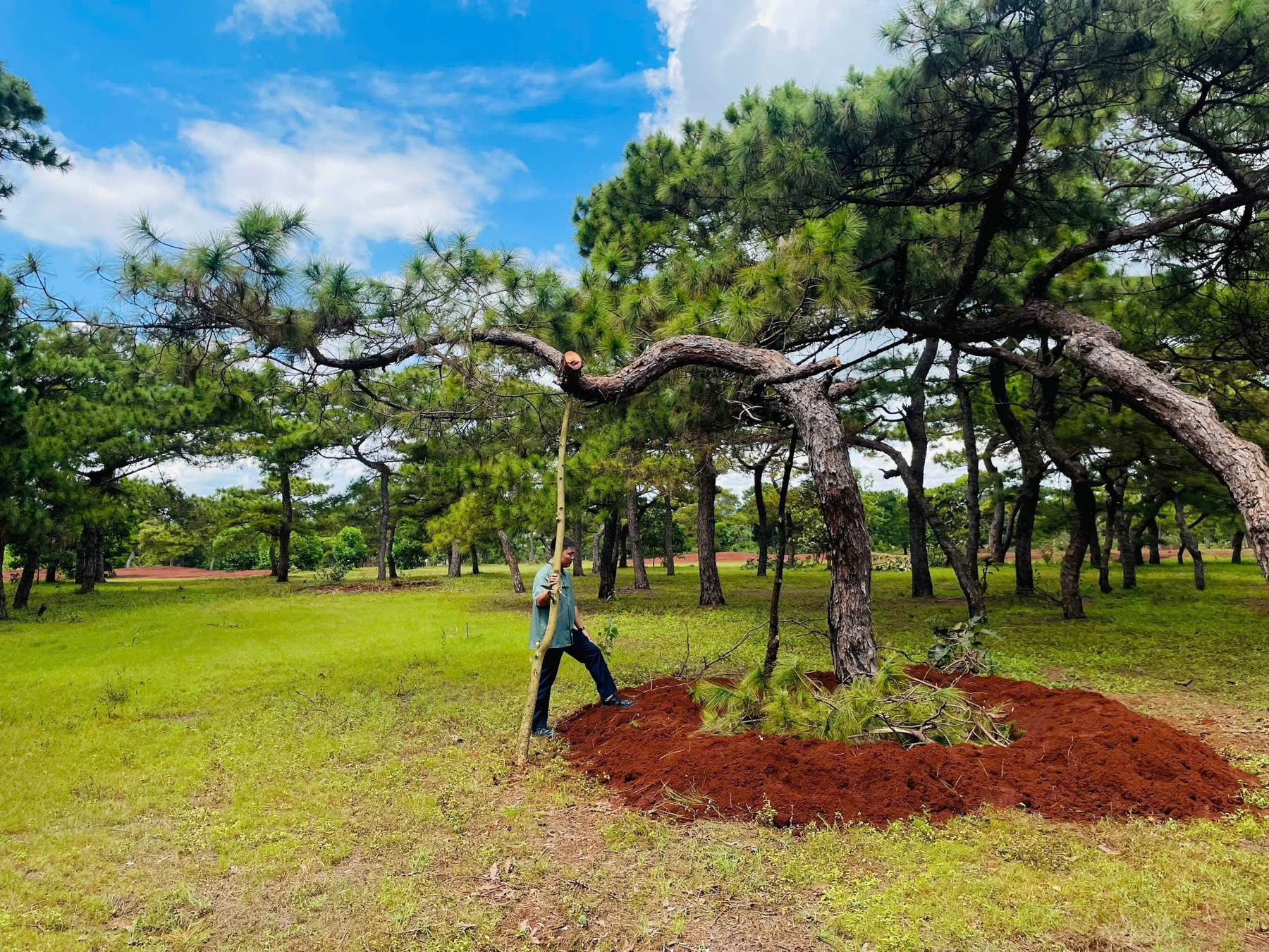 Rừng thông Đắk Đoa Gia Lai: một khoảng yên xanh cho người thích ảnh sâu